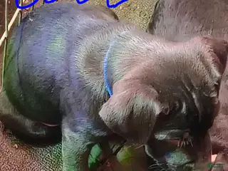 Mixed Breed dogs Mixed Breed Puppy 2 - Ad 14