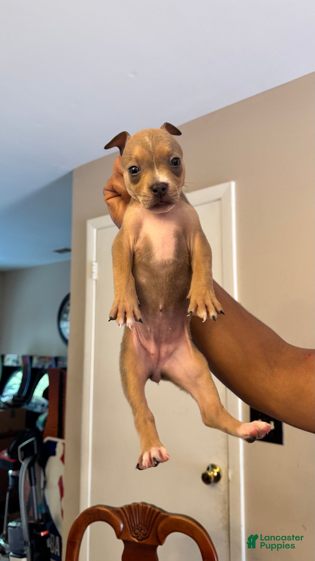 American Bully dogs for sale: American Bully Puppy 4 (Sakari) - Ad 4