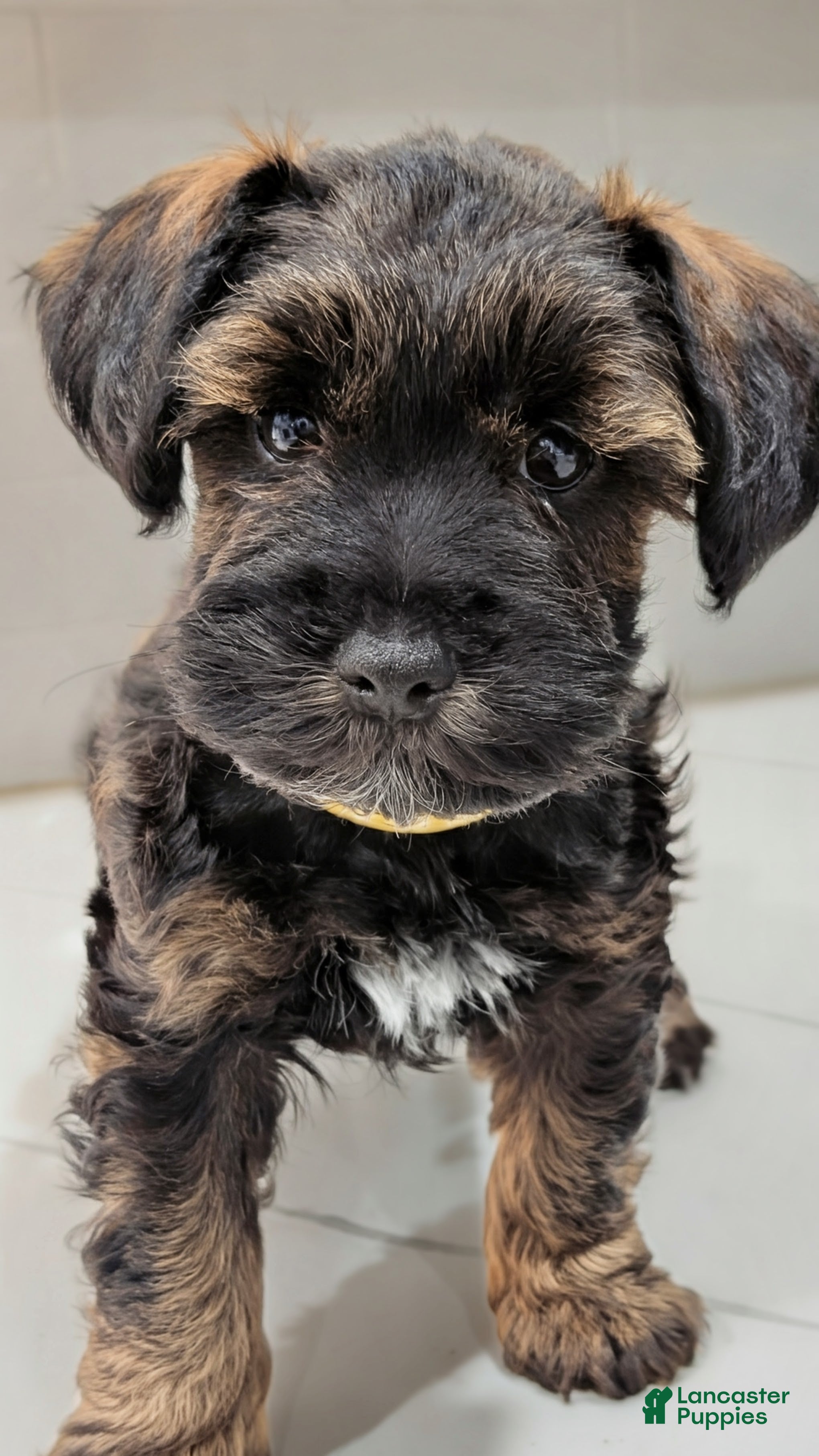 Miniature Schnauzer dogs Rolo - M - Ad 1