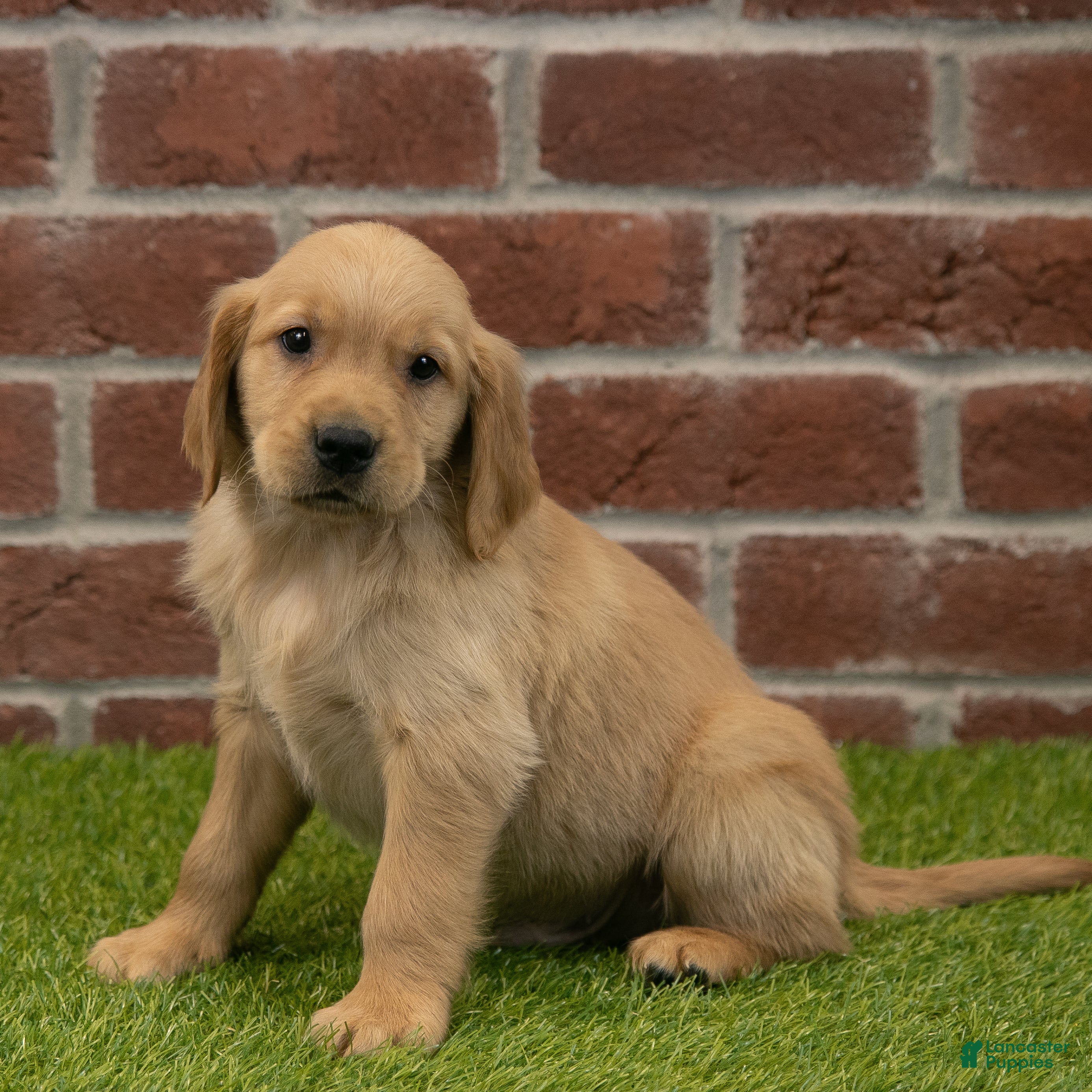 Red retriever Golden Retriever Puppies for sale Lancaster Puppies