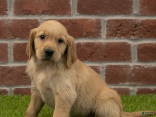 Golden Retriever dogs - Ad 14