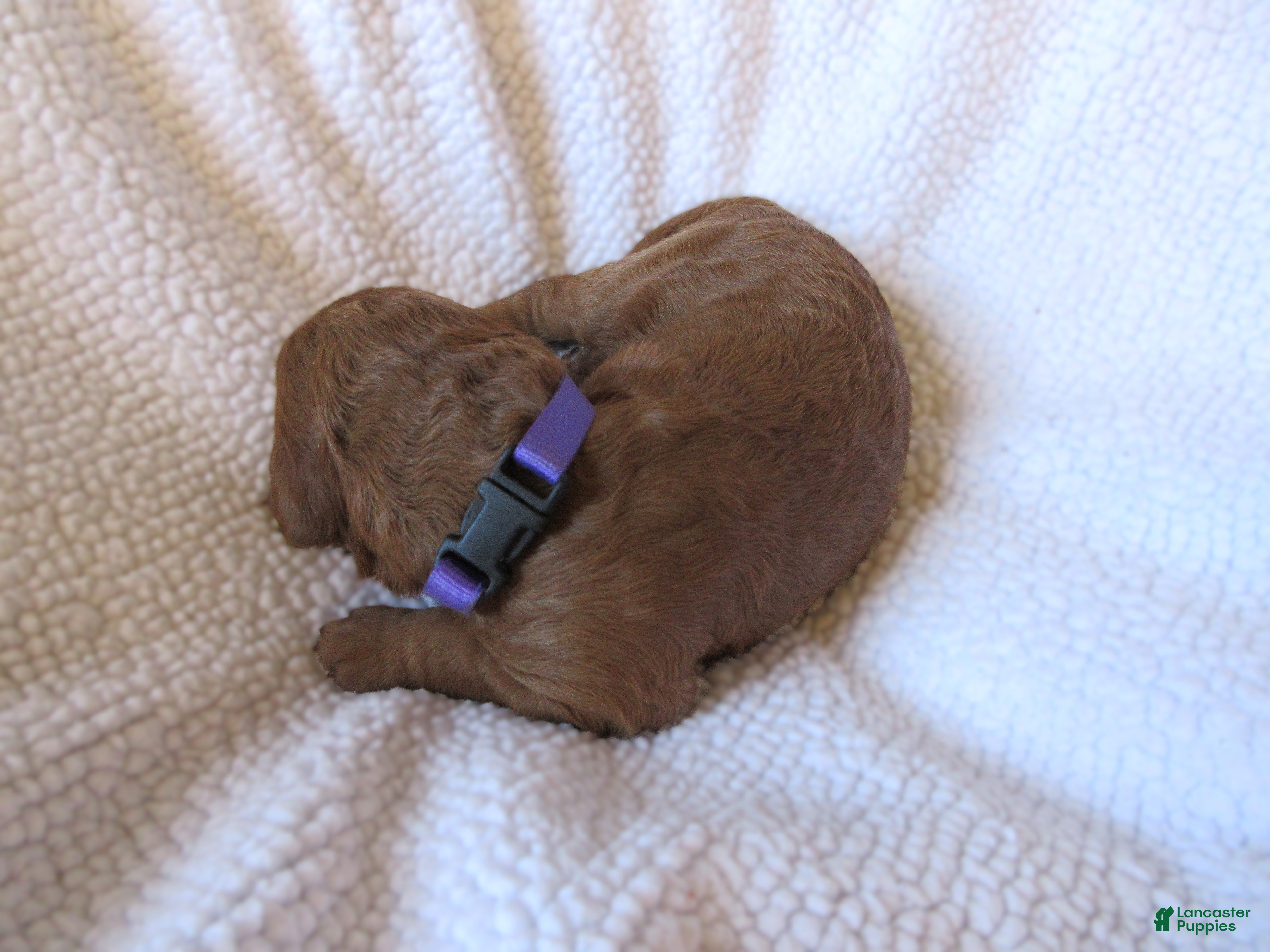 Goldendoodle dogs for sale: Purple collar - Ad 3
