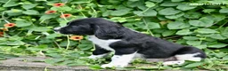 English Springer Spaniel dogs for sale: Samson  - Ad 5