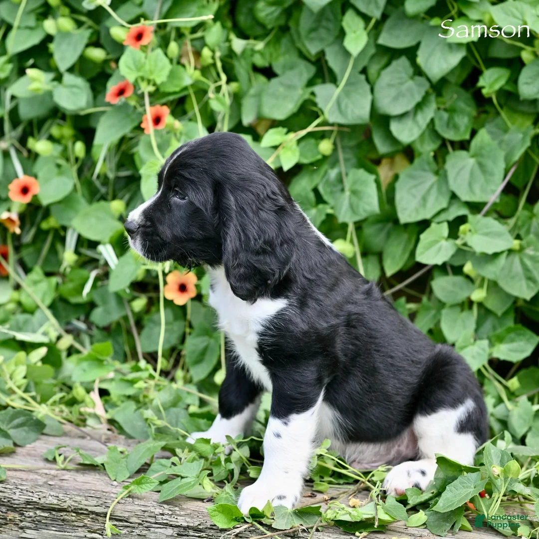 English Springer Spaniel dogs for sale: Samson  - Ad 5