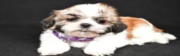 Shih Tzu dogs for sale: Sara - Ad 4