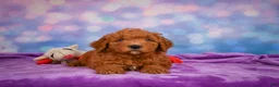 Mini Goldendoodle dogs for sale: ROSCOE - Ad 5
