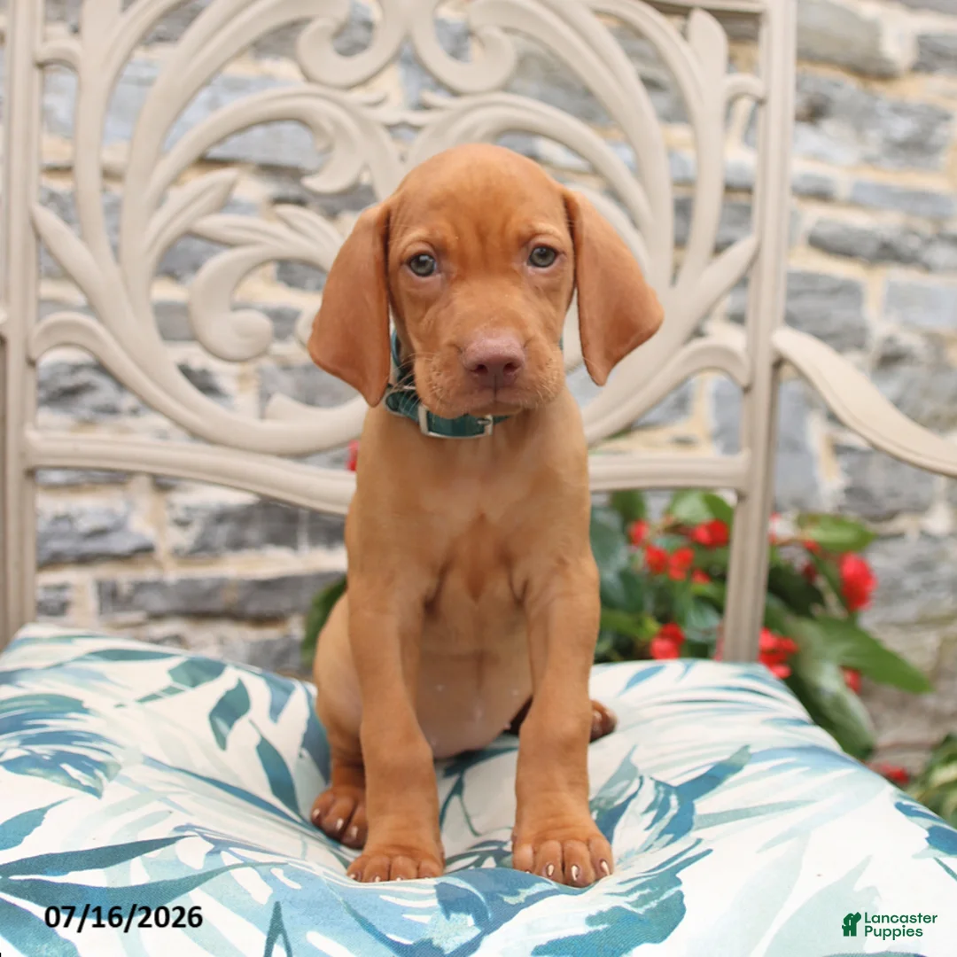 Vizsla dogs for sale: Roxie - Ad 1