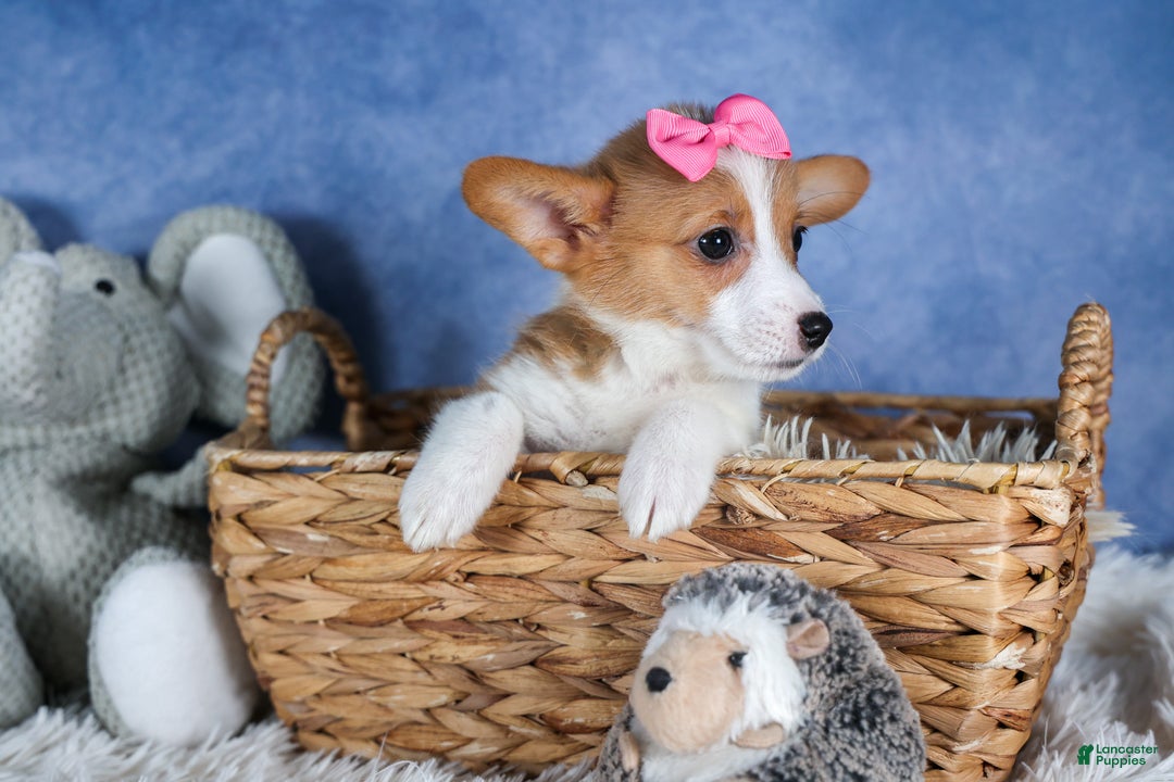 Welsh Corgi Pembroke dogs for sale: Lexi - Ad 4