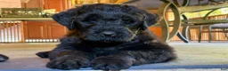 Black Russian Terrier dogs for sale: Girl 1 - Ad 4