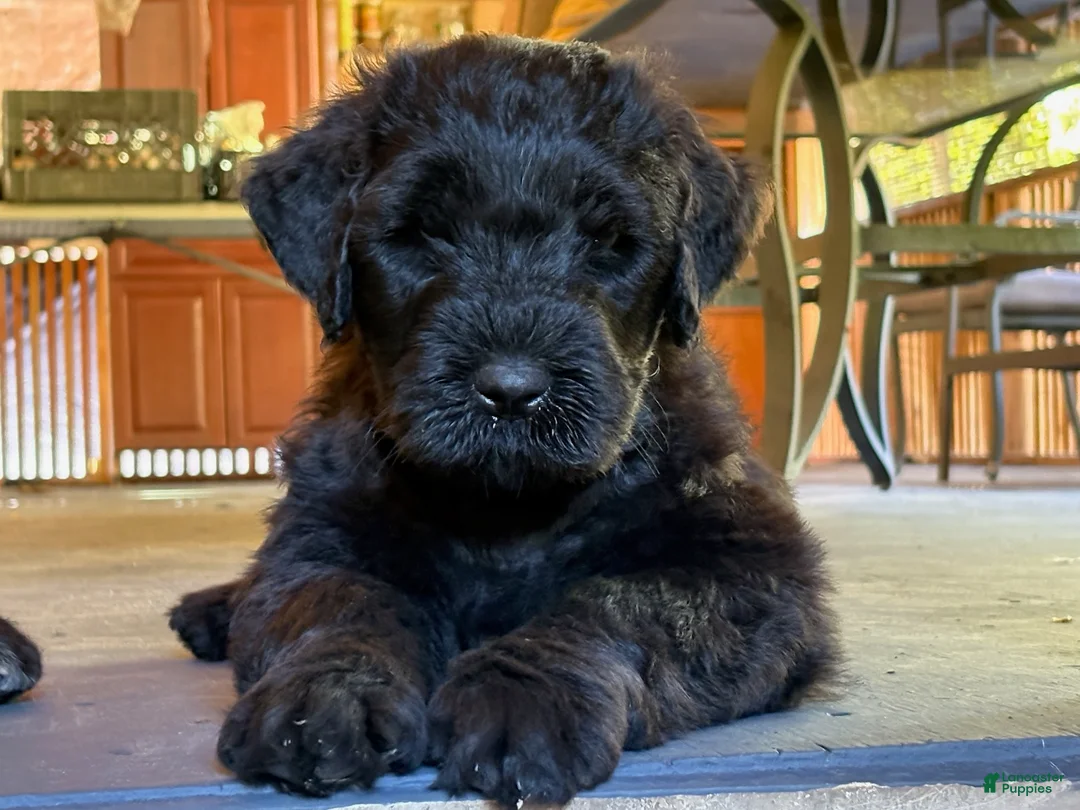 Black Russian Terrier dogs for sale: Girl 1 - Ad 4