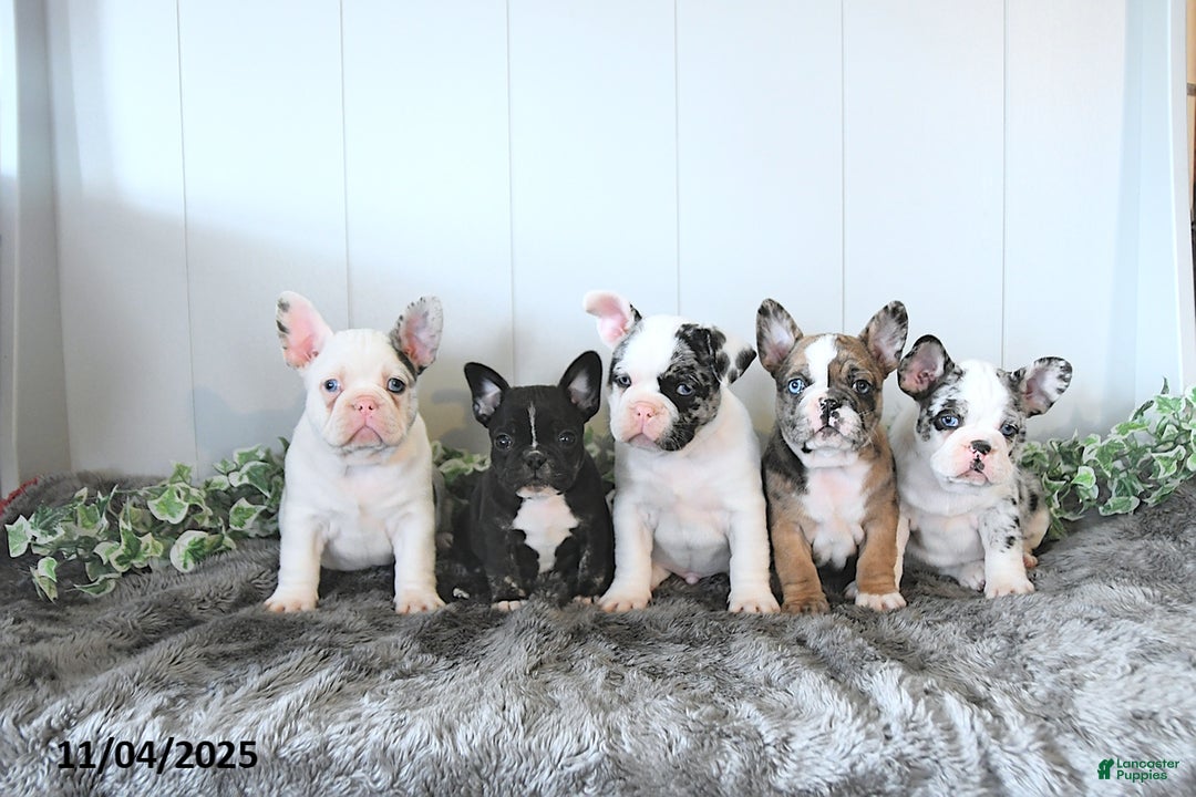 Frug dogs for sale: Marshall - Ad 3