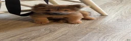 Chow Chow dogs for sale: Luna - Ad 3