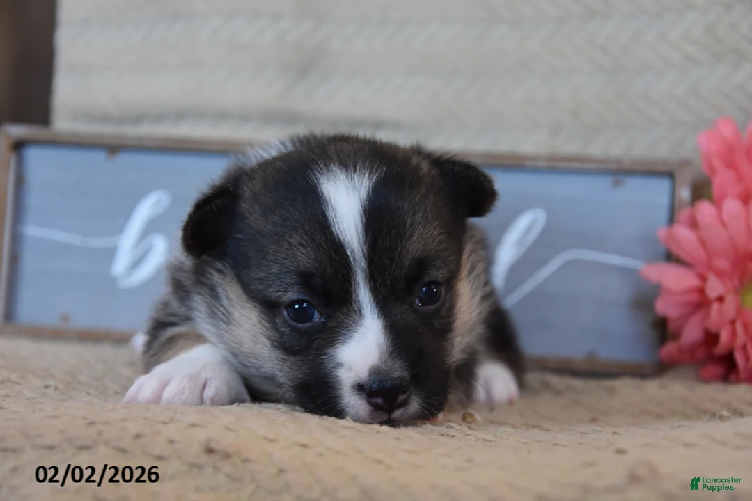 Welsh Corgi Pembroke dogs for sale: Roxanne - Ad 3