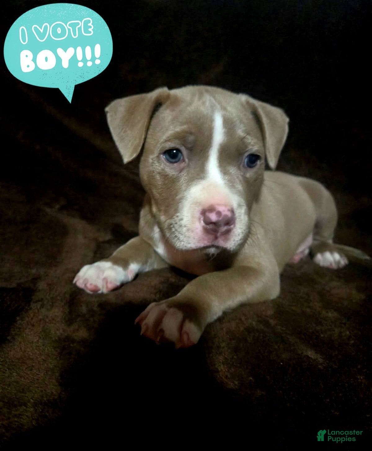 American Pit Bull Terrier dogs American Pit Bull Terrier Puppy 4 - Ad 2