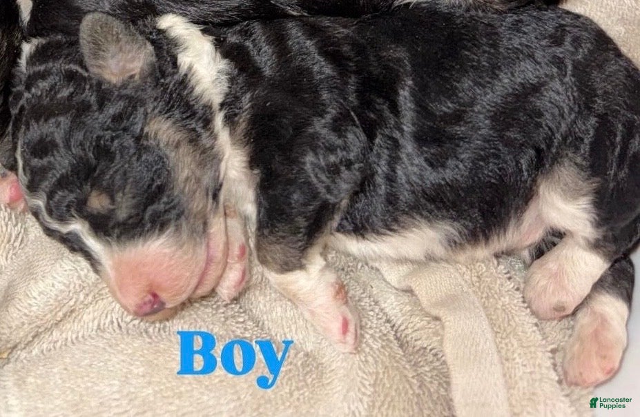 Aussiedoodle dogs Landon - Ad 21