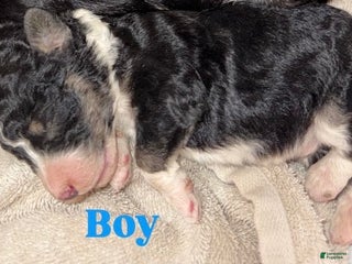 Aussiedoodle dogs Landon - Ad 13