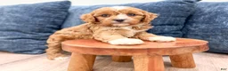 Cavapoo dogs for sale: Blake - Ad 3