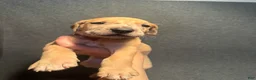 Great Dane dogs for sale: Grey collar - Ad 3