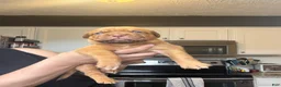 Dogue De Bordeaux dogs for sale: Dogue De Bordeaux Puppy 5 - Ad 4