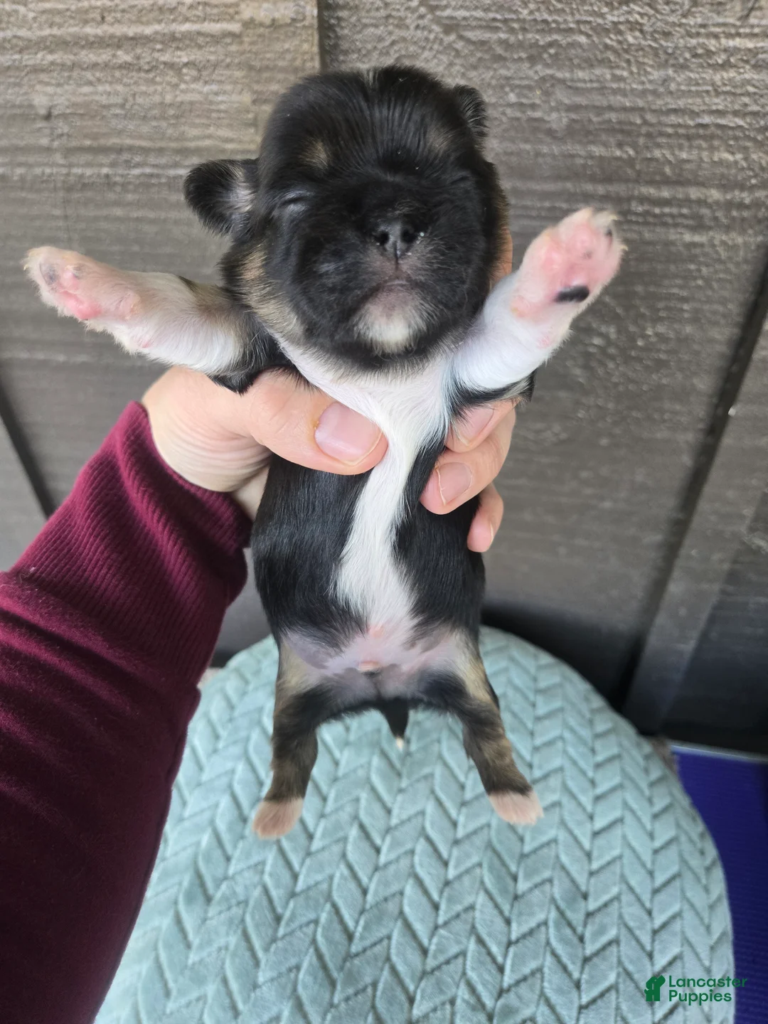 Mixed Breed dogs for sale: Shinese Luke - Ad 2