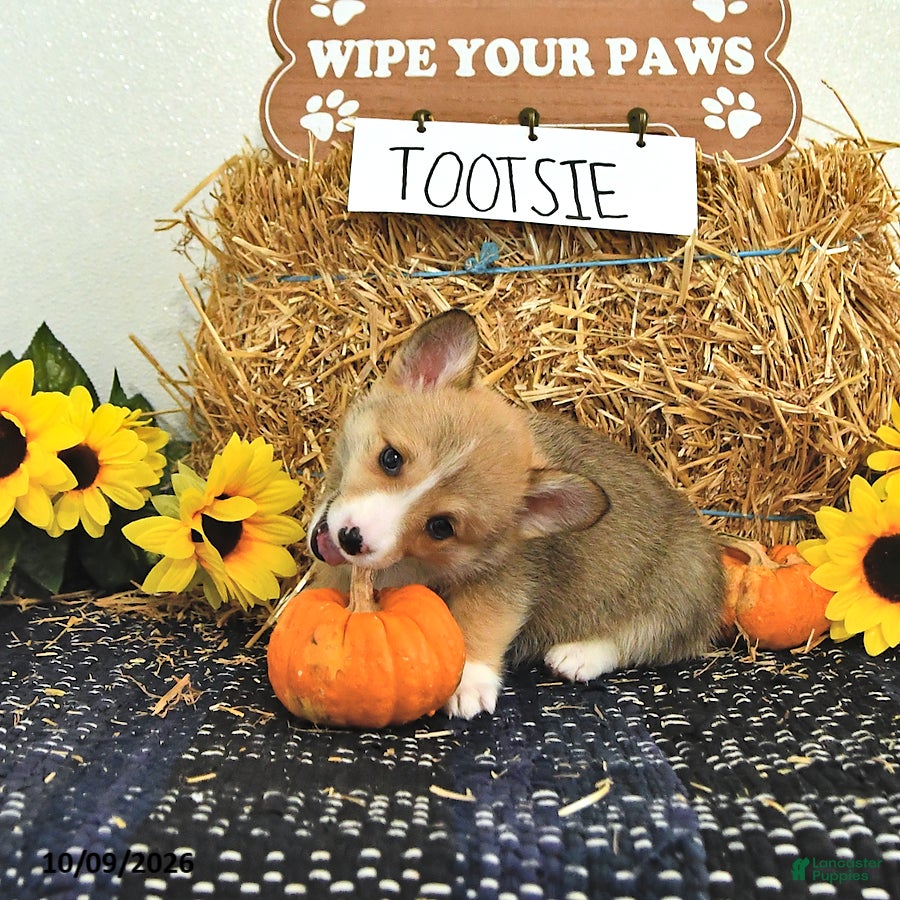 Welsh Corgi Pembroke dogs Tootsie - Ad 2