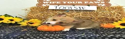 Welsh Corgi Pembroke dogs for sale: Tootsie - Ad 2