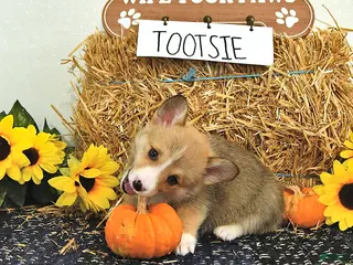 Welsh Corgi Pembroke dogs Tootsie - Ad 2