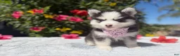 Pomsky dogs for sale: Percy - Ad 1