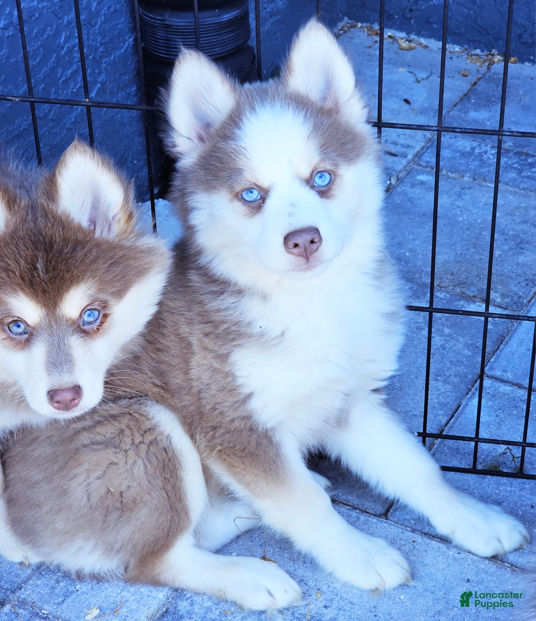 Pomsky dogs for sale: Lavvy - Ad 1