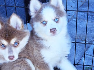 Pomsky dogs Lavvy - Ad 20