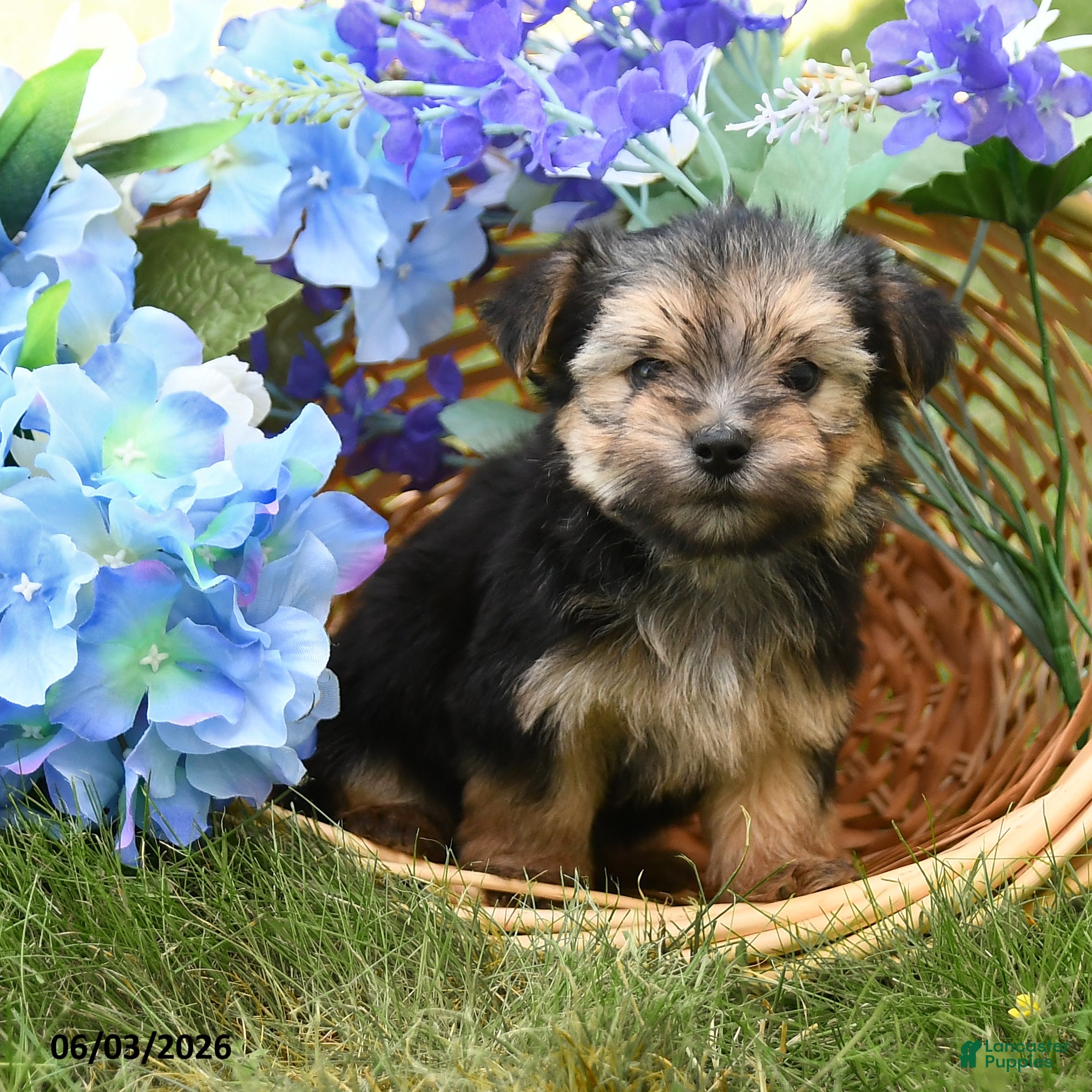 Morkie dogs for sale: Champ  - Ad 2