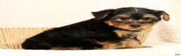 Yorkshire Terrier dogs for sale: Leo - Ad 3