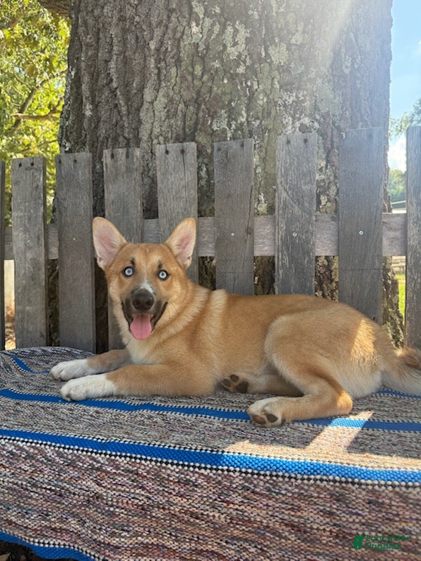 Pomsky dogs Charlie - Ad 2
