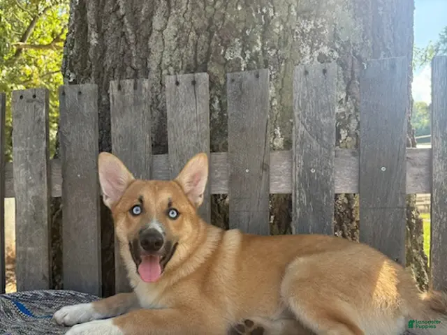 Pomsky dogs for sale: Charlie - Ad 2