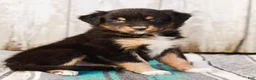 Australian Shepherd dogs for sale: Kimber - Ad 3
