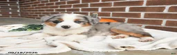 Miniature Australian Shepherd dogs for sale: Hazel - Ad 3