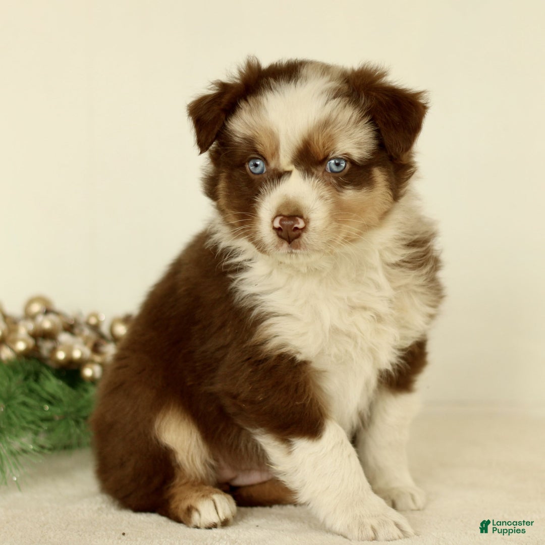 Australian Shepherd dogs for sale: Ginger  - Ad 4