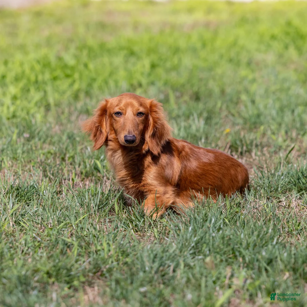 Miniature Dachshund dogs for sale: Casper - Ad 7