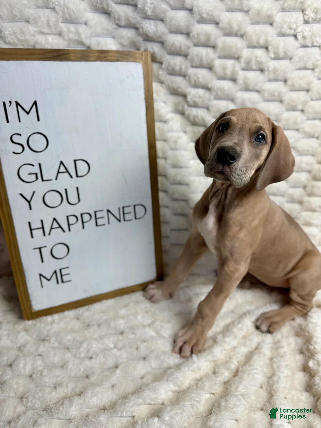 Great Dane dogs for sale: Blue Fawn (Heavy Euro) - Ad 2