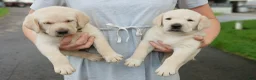 Labrador Retriever dogs for sale: Buster - Ad 2