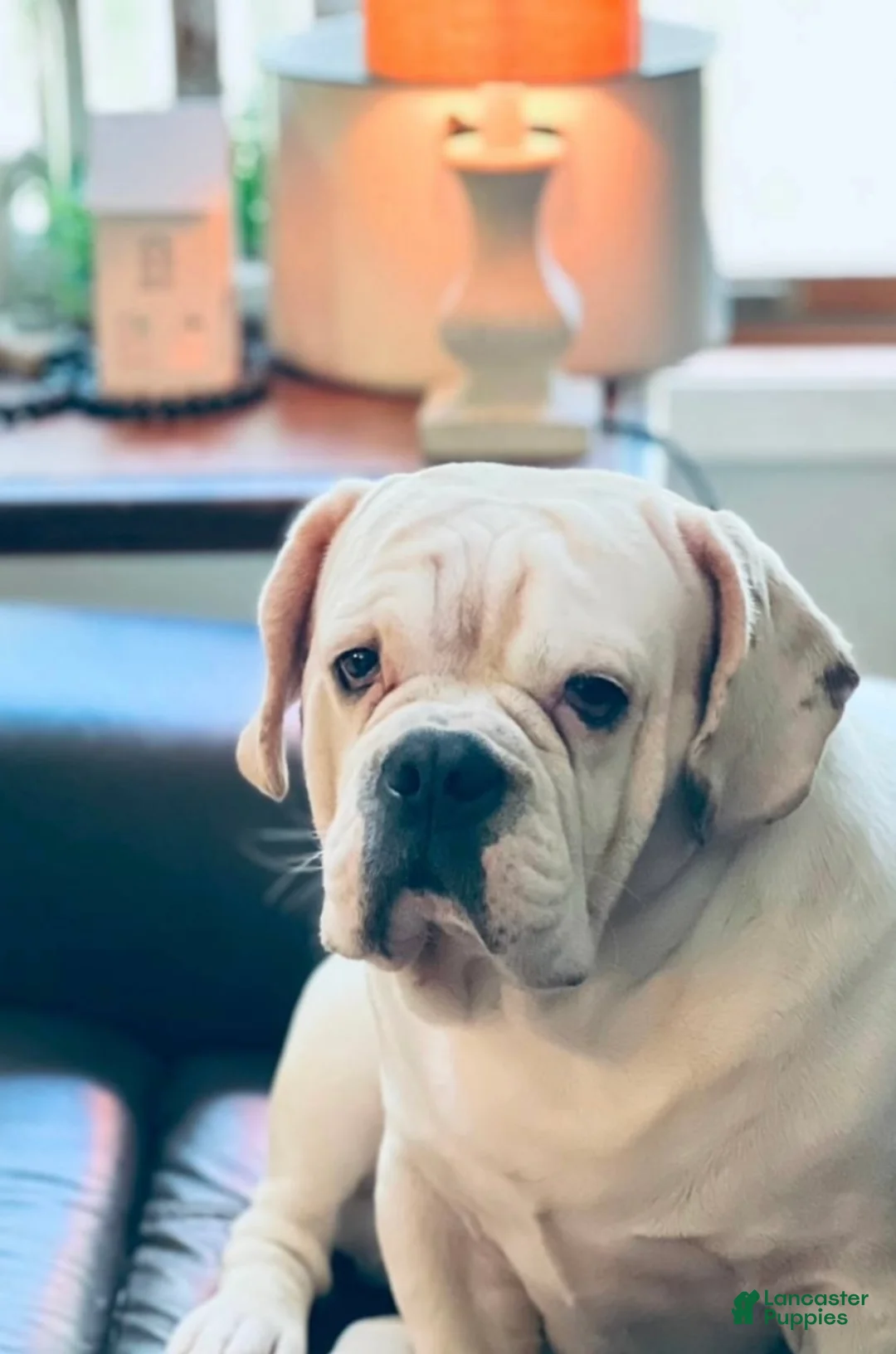 Beabull dogs for sale: Beabull Puppy 1 - Ad 7