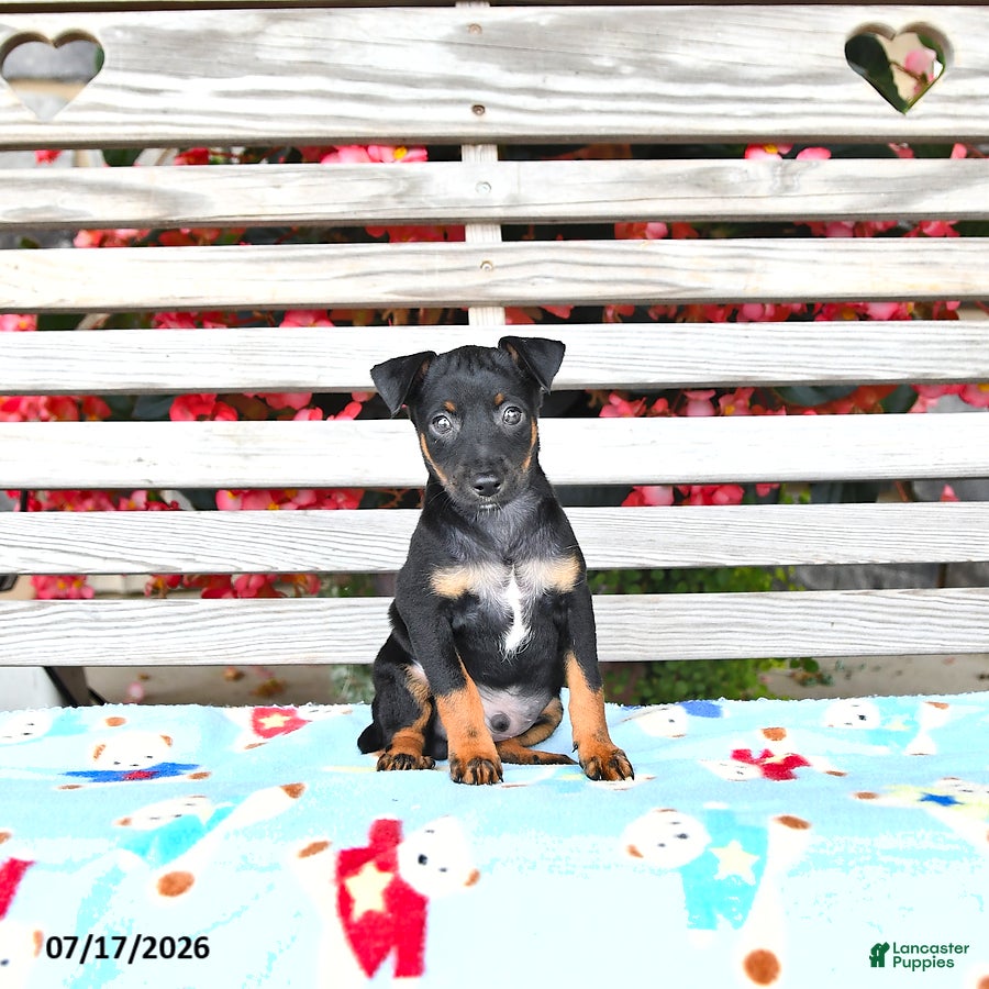 Miniature Pinscher dogs Jace - Ad 1