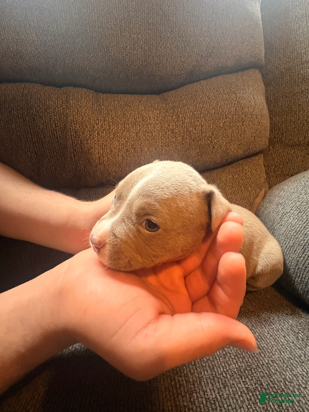 American Pit Bull Terrier dogs for sale: American Pit Bull Terrier Puppy 4 - Ad 1