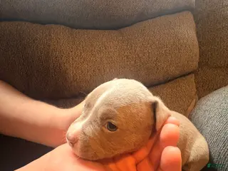 American Pit Bull Terrier dogs American Pit Bull Terrier Puppy 4 - Ad 8