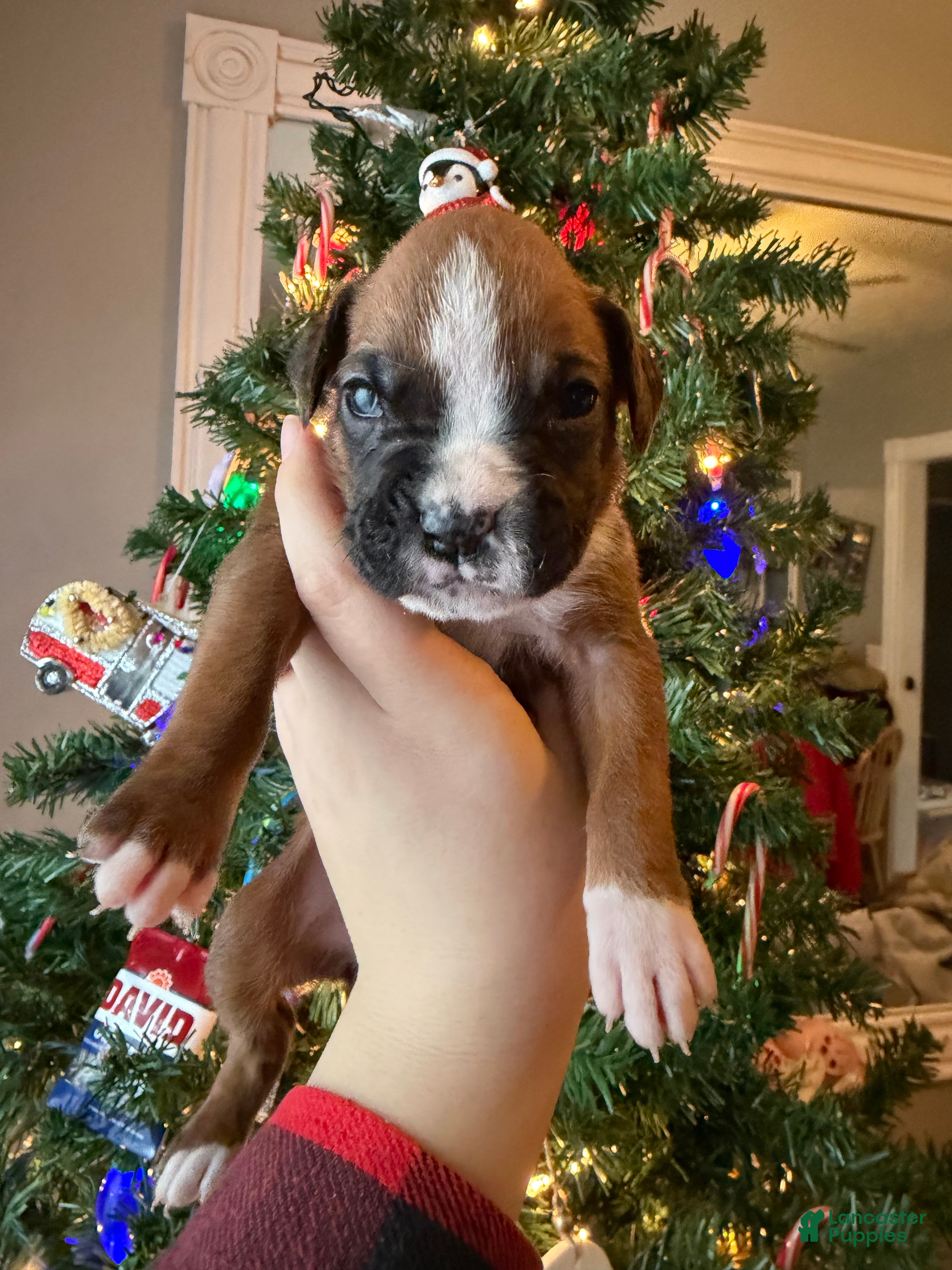 Boxer dogs Ginger - Ad 41