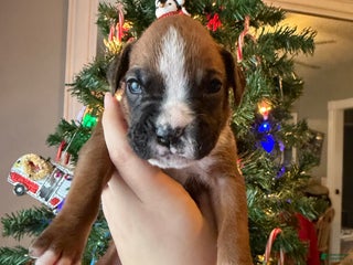 Boxer dogs Ginger - Ad 41