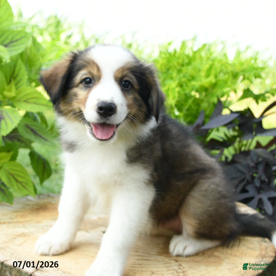 Australian Shepherd dogs Daisy - Ad 2