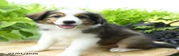 Australian Shepherd dogs for sale: Daisy - Ad 2