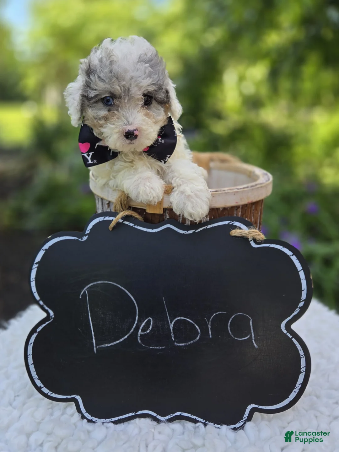Miniature Poodle dogs for sale: Debra - Ad 4