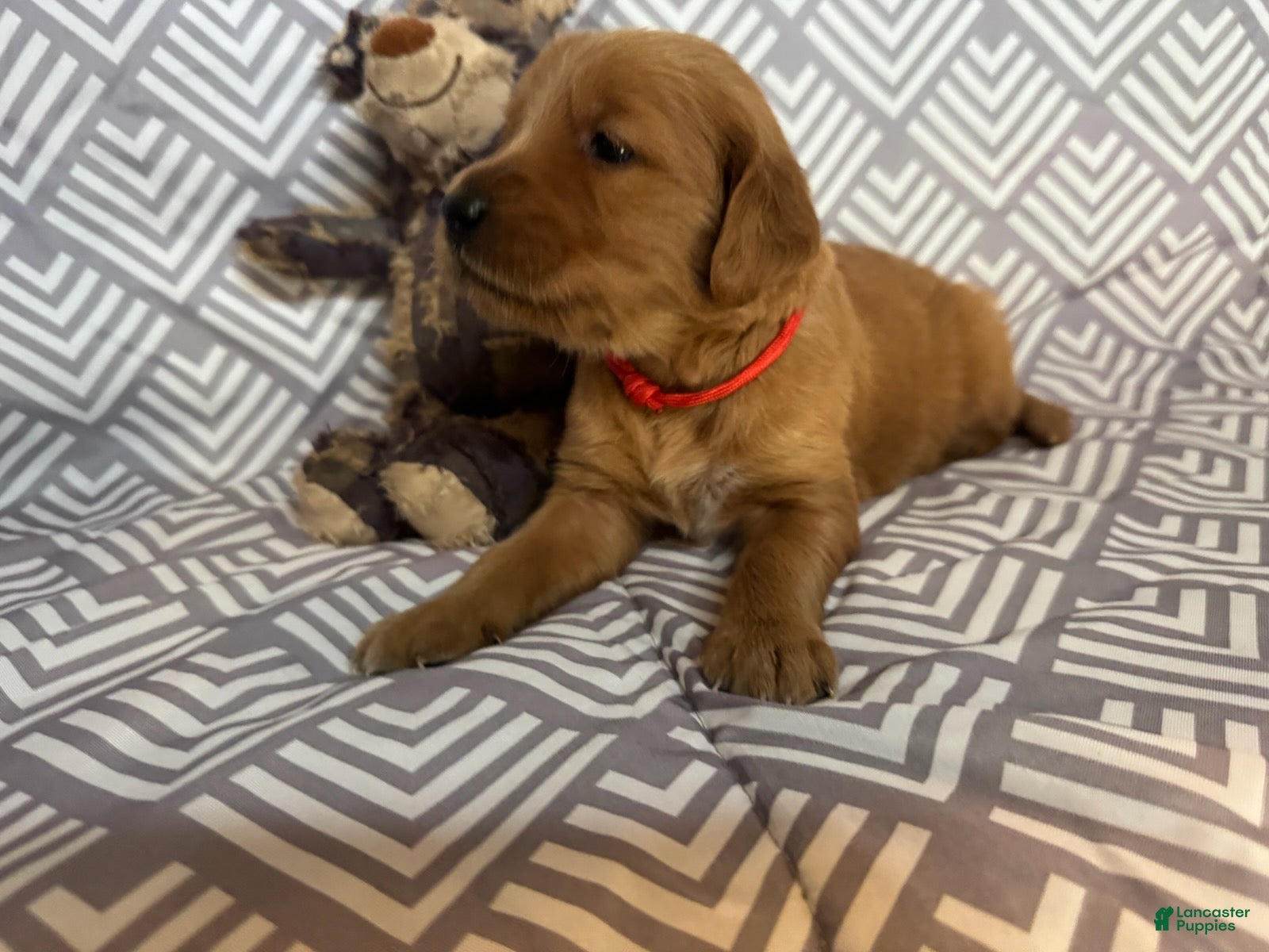 Golden Retriever dogs Red - Ad 1